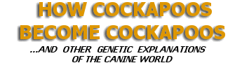 How Cockapoos Become Cockapoos:
          Genetics  &  Probability
