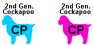 2nd-Gen. Male Cockapoo (CP)
           bred to
2nd-Gen. Female Cockapoo (CP)
