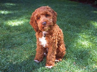 An Apricot-coloured
   Adult  Cockapoo