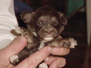 A Chocolate Tri-coloured
     Cockapoo  Puppy