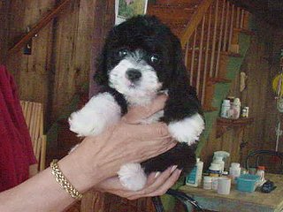 A Black-coloured Cockapoo Puppy
         with White Markings