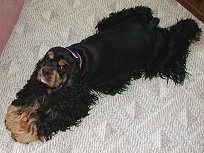     "Charlie", a
 Black & Tan Male
Am. Cocker Spaniel;
     Therapy Dog