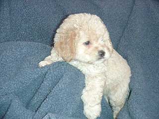   A Buff-coloured
Cockapoo  Puppy