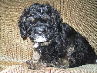     A Black & Tan-coloured
Cockapoo Puppy @ 9 weeks