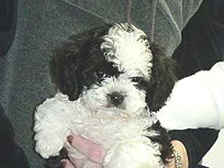 A Black & White Parti-coloured
Cockapoo  Puppy