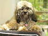          "Clover"... a
(changed) Sable-coloured
            Cockapoo