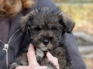 A Gold & Silver-coloured
 Male  Schnoodle