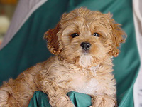       "Tucker"... an
Apricot-coloured  Male  Cockapoo
     at 2 months old