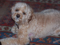       "Tucker"... an
Apricot-coloured  Male  Cockapoo
      at 5 years old