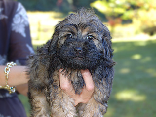 A Changing Sable-coloured
   Female  Cockapoo