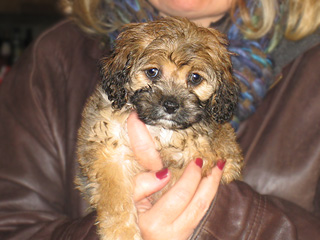 A Changing Sable-coloured
 Female  Cockapoo