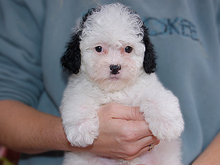 A White with Black Markings
Female  Cockapoo
