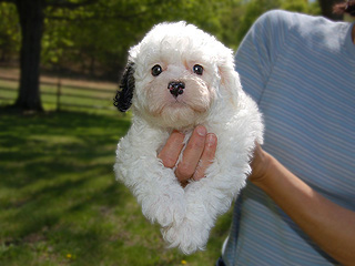 A White with Black Markings
  Male  Cockapoo