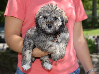 A Silver & Gold-coloured
  Male  Schnoodle