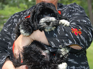 A Black with White Markings
 Male  Cockapoo
