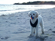 Bella, a 1-year-old Buff Female Cockapoo
       Playing on the Beach