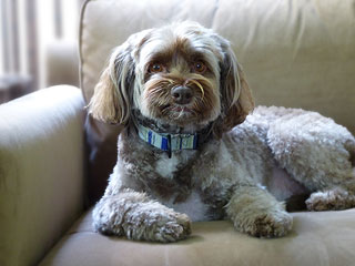    "Casey"... a
Sable w/White Mkgs.-coloured
Female  Cockapoo
    at 8 yrs. of age