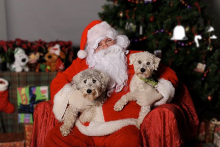 "Abe" & "Henry"... 2
Brindle & White Parti-coloured
  Male  Schnoodles
at 1 year of age with Santa