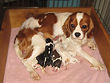          "Morgan", a
Cavalier King Charles Spaniel "Momma"
      and her litter of 8 puppies