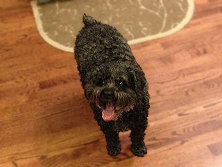 Maggie G., a Black-coloured
    13-Year-Old Female Schnoodle