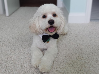    "Bailey"... a
White-coloured Male Cockapoo
    at 9 Months of Age...
Wearing His Fancy Black Tie