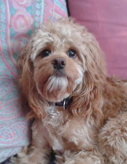      Ms. Gretchen Weissend, an
Apricot-coloured Female Cockapoo
           at 9 Months of Age.