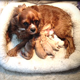 Click here to view our
  Genuine Cavapoo
      Pups For Sale