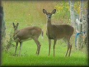 2 young deer, grazing
   on Mulberry Farm