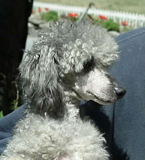 Toy Poodle Silver