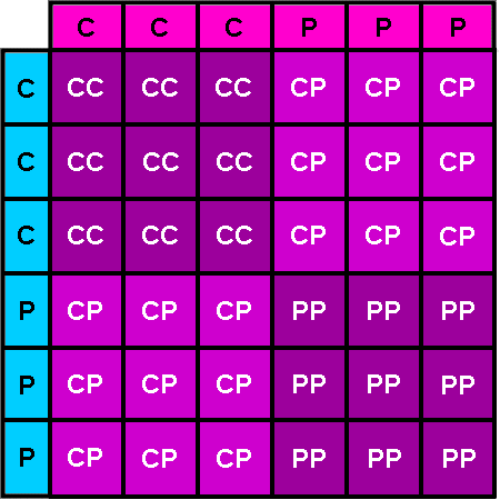    Punnett Square:
2nd-Gen. Cockapoo
          bred to
2nd-Gen. Cockapoo