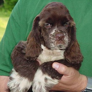 A Sable & White-coloured Male
    American Cocker Spaniel