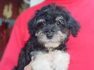 A Phantom-coloured
    Male  Schnoodle