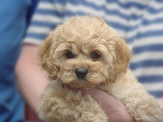   A Buff-coloured
Female  Cockapoo