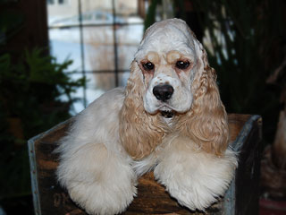 Lilly A Red White Parti Colored American Cocker Spaniel Momma